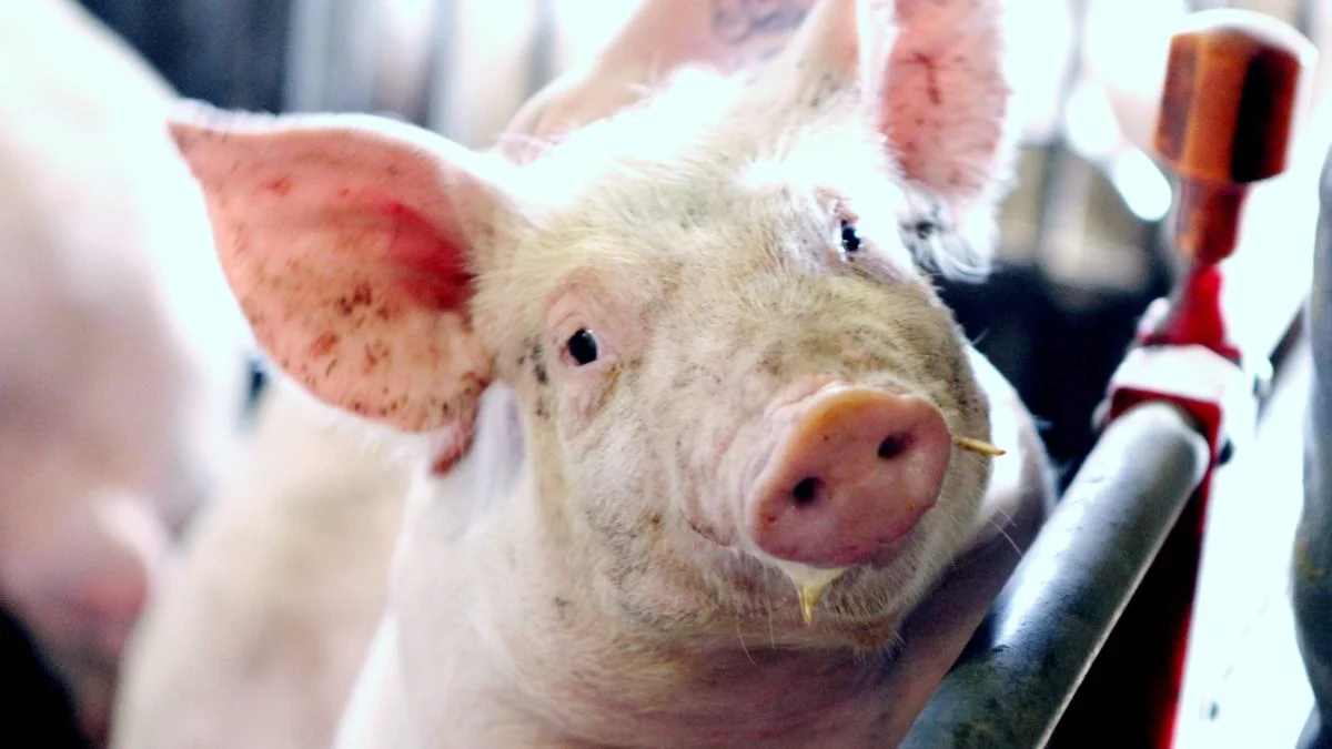 Grisene betaler godt for mere protein i kornet. Der er eksempler på øget dækningsbidrag med otte kroner pr. produceret slagtesvin udelukkende ved at have fokus på at gødske kornet med henblik på at hæve proteinindhold.