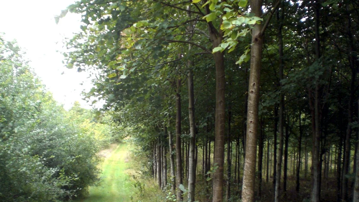 Årets ansøgningsrunde til privat skovrejsning er åben til den 30. september. Arkivfoto