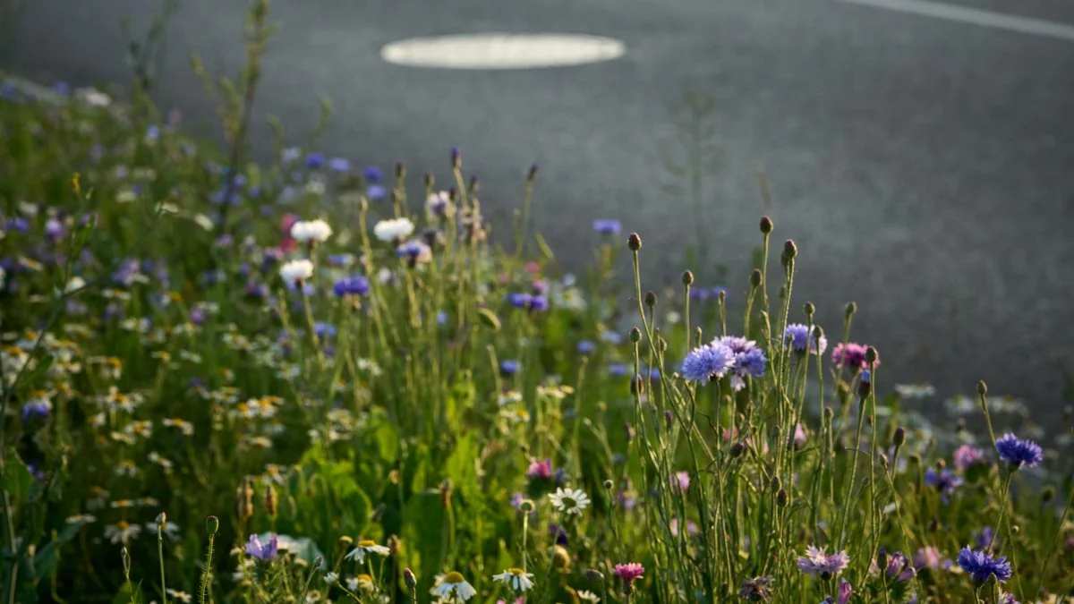 Blomsterne står i fuldt flor på Aarhus Havn denne sommer, og er med til at styrke biodiversiteten i Danmark. Pressefoto
