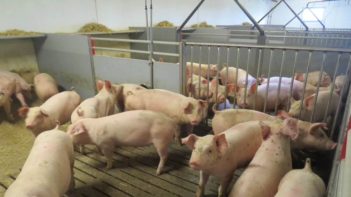 Man skal sørge for at levere færrest mulige overvægtige grise, hvis noteringen har en faldende tendens, for det koster. Foto: Erik Kjærgaard Christensen