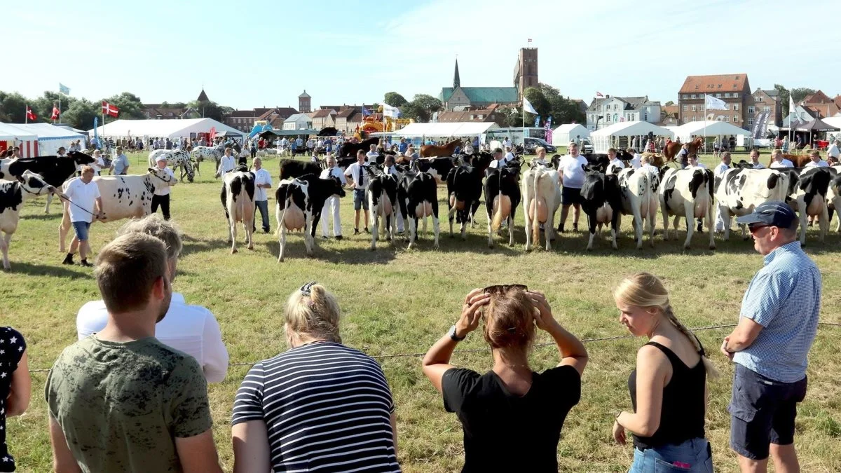 Ribe Dyrskue 2021 bliver med rekordmange dyr på pladsen, hvor ikke mindst malkekøerne vil fylde meget og kunne opleves i stort tal i ringen. 