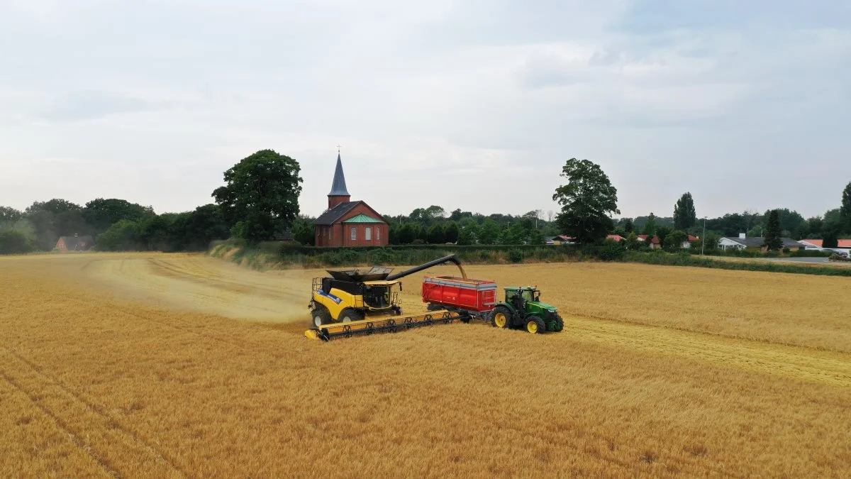 New Holland-mejetærskeren klarede onsdag de første syv hektar hos brødrene Erik og Helge Jensen, da de skød høsten i gang med høst af vinterbyg. Frøgræsset lader vente på sig en lille uges tid i forhold til vanligt og forventes høstet først i næste uge. Dronefoto: Per Jørgensen