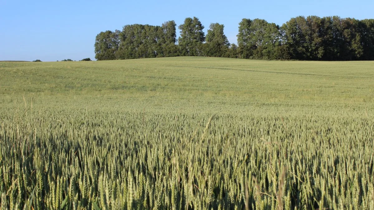 Hos agrotech-virksomheden Syngenta er man for alvor gået ind i bæredygtighedskampen. En kamp, der ikke kan kæmpes ved at sætte sin lid til blot én teknologi - alle midler bør tages i brug. Foto: Syngenta