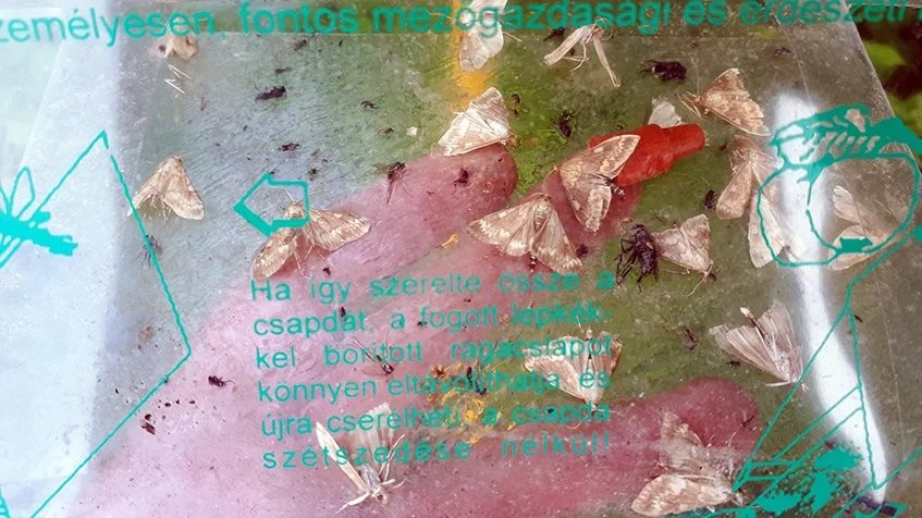 Fangst af mange majshalvmøl i feromonfælde fotograferet 12. juli i år af Vivi Ernstsen, Sagro.