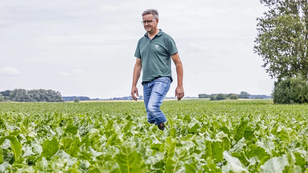 Maribo-sorterne Roxy og Davinci har meget stort bladdække, der hjælper mod sent fremspiret ukrudt, konstaterer salgschef Ole Lauridsen, MariboHilleshög