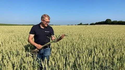 Peter Ditlevsen, produktkonsulent Vestjyllands Andel ser en del septoria rundt i landet i disse dage. Værst ser det i det jyske omkring Haderslev.

