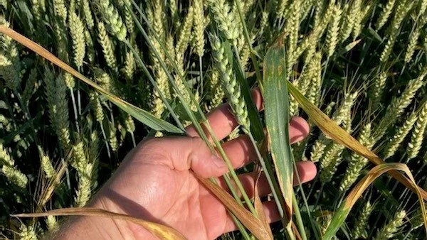 Septoria i hvedemark, hvor den forebyggende behandling ikke har virket. 