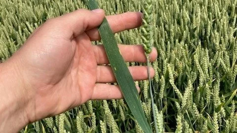 Flot hvedemark der til trods for højt tryk, ikke er angrebet af septoria. Her har afstanden mellem T1 og T2 sprøjtningerne været tilpas kort til, at der ikke har været en ubeskyttet periode.