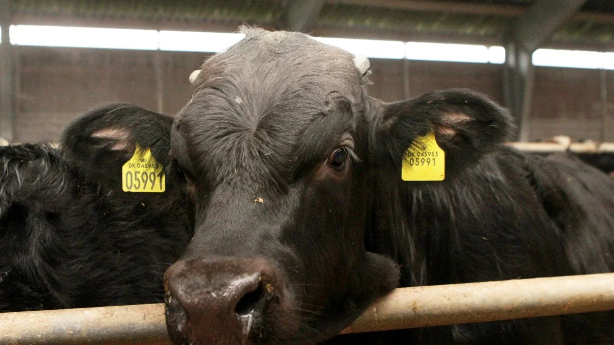Danish Crown Beef hæver kreaturnoteringen med 30 øre for hundyr og 20 øre for handyr.