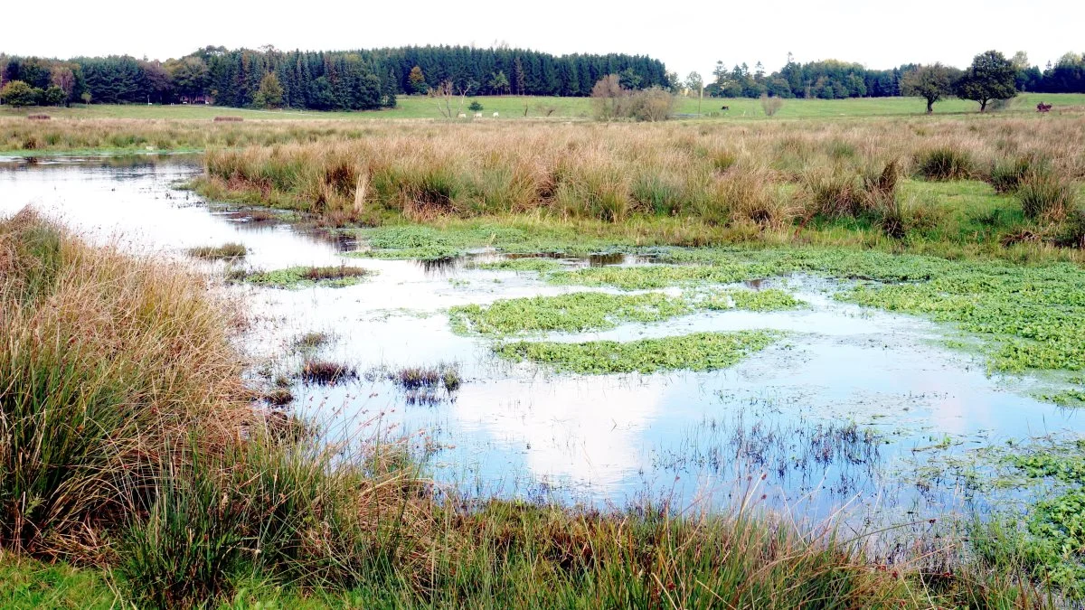 Vækstfonden fokuserer ikke kun på tørre regnskabstal. Der skal et bredere udsyn til for at sikre mod røde tal på bundlinjen, siger landbrugsdirektør Lene Gade Hovmøller. Foto: Arkivfoto.