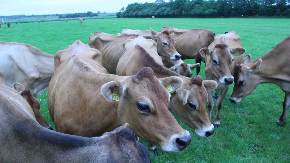 Jersey-besætningen hos Hausted Jersey tæller 67 køer – alle køer er på græs. Foto: John Ankersen