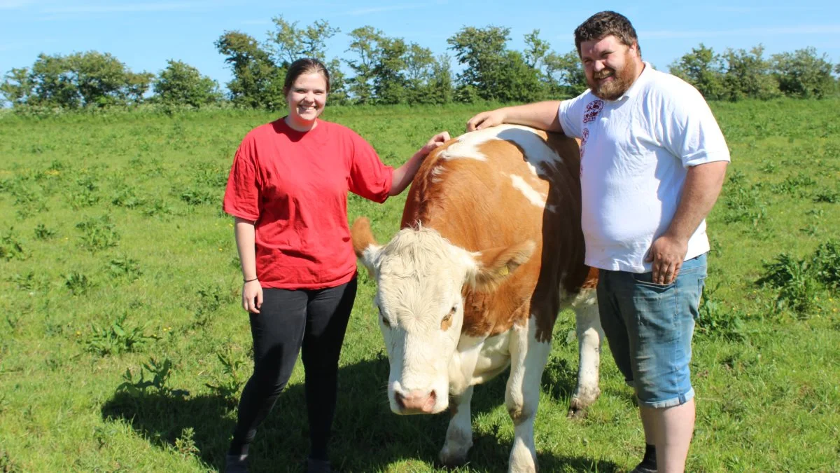 Søskendeparret Kristian Hansen og Julie Hansen bruger meget tid på simmental-besætningen på familiebedriften Brammingborg Simmental. Foto: John Ankersen