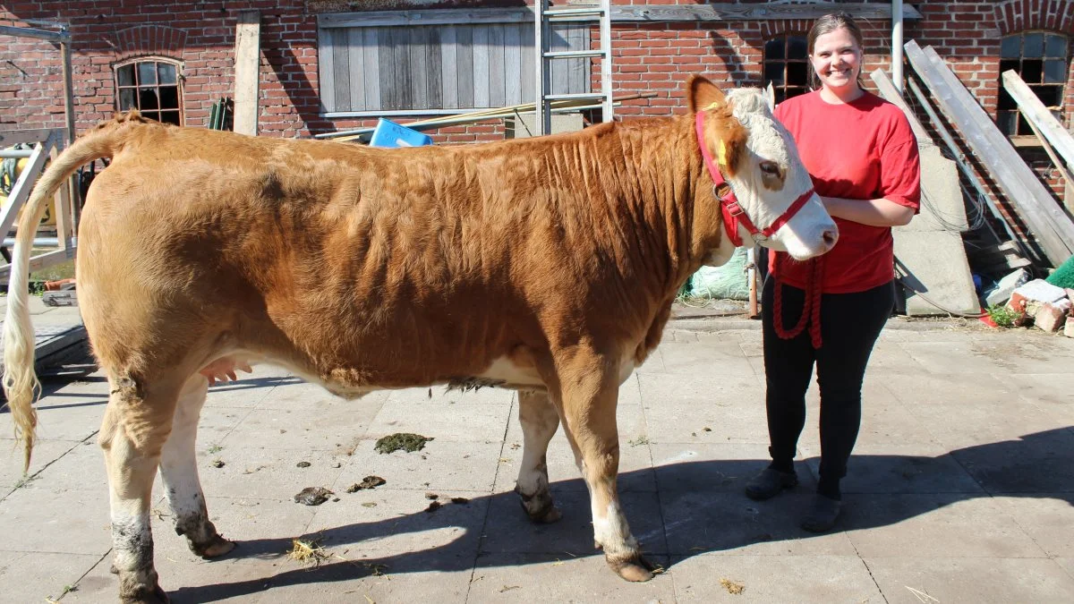 Julie Hansen med et af de simmental-hundyr, som de har med på Ribe Dyrskue. Foto: John Ankersen