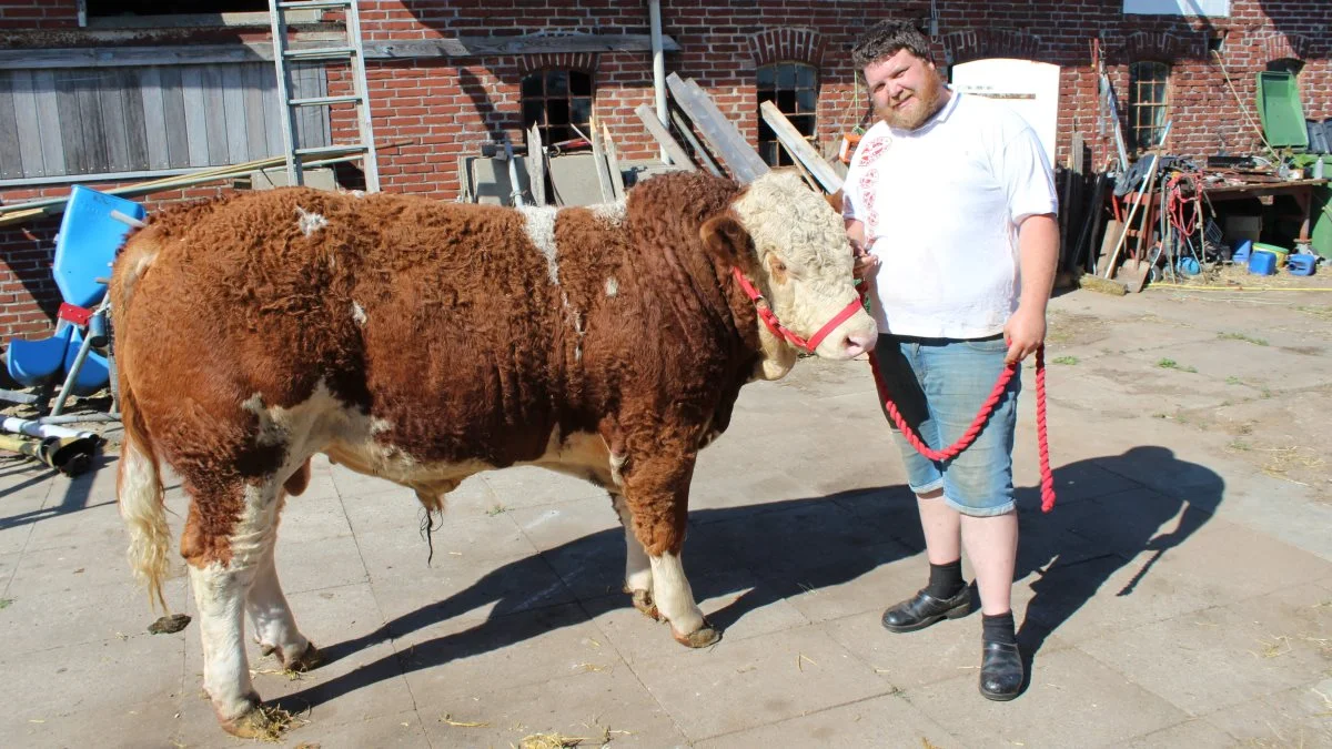Kristian Hansen med en af de Simmental-tyre, som de har med på Ribe Dyrskue. Foto: John Ankersen