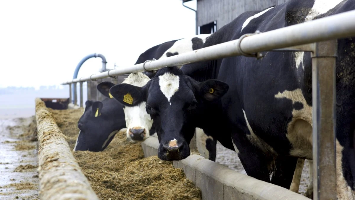 - Med høje sojapriser bør man se mod de billigere foderstoffer med et højt fiberindhold, lyder det fra Alltech. Arkivfoto