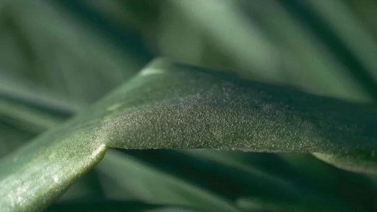 Peronospora destructor. Foto: Ka Faraq Gatri~commonswiki