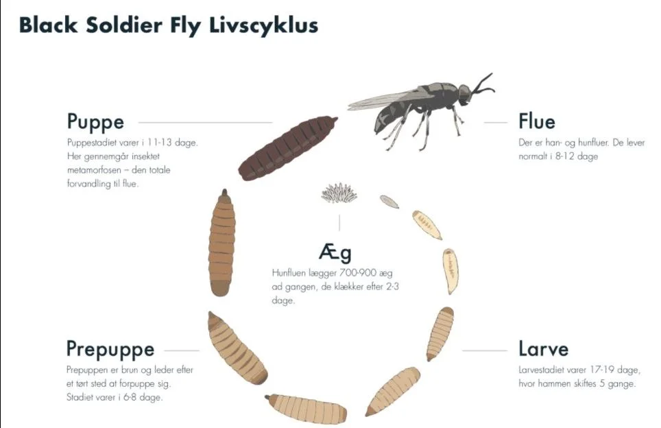 Insektprotein er bæredygtigt på mange ledder. Man kan producere 3400 ton protein per hektar fra insekter mod 3,3 ton per hektar for soja (USA-tal). Enorm Factory fodrer også insektlarverne med restprodukter fra kartoffelindustrien og mejerier, som ellers ville gå til produktion af biogas. Grafik: Enorm Biofactory