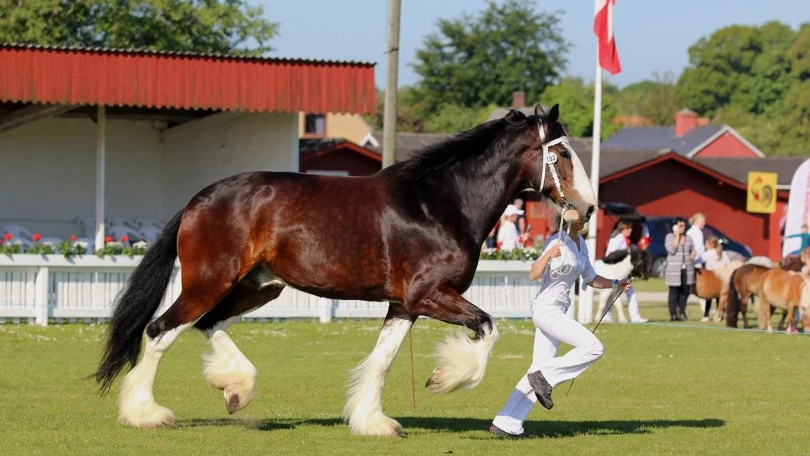 Det gælder om ikke at stå i vejen, når Tine Kristensen og vallakken, Goldstone Moss, galopperer gennem landskabet i Andebølle. Den 13-år gamle Shire-hest vejer nemlig knap et ton, og Goldstone Moss kan uden besvær trække vægt på det femdobbelte. Foto: Lindberg Foto

