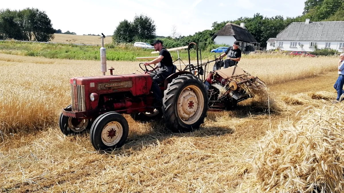Programmet for årets første høstdag i Motor og Veterantraktor Klubben Fyn stod blandt andet på selvbinding af rug og byg til tærskeværk. Arkivfoto