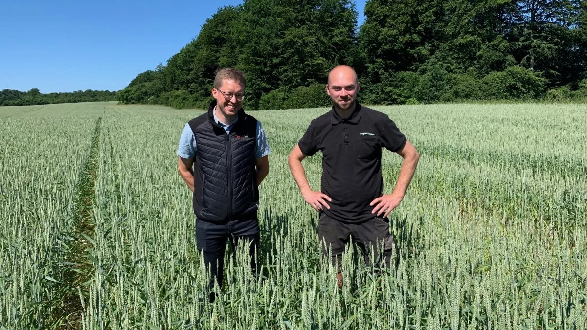 Hveden har klaret sig fint i hele sæsonen med en god konkurrenceevne overfor ukrudt og tegner rigtig godt ved besøget primo juli. Fra venstre økologiproduktkonsulent Allan Hartman, Danish Agro og Andreas Barsøe. Fotos: Nordic Seed