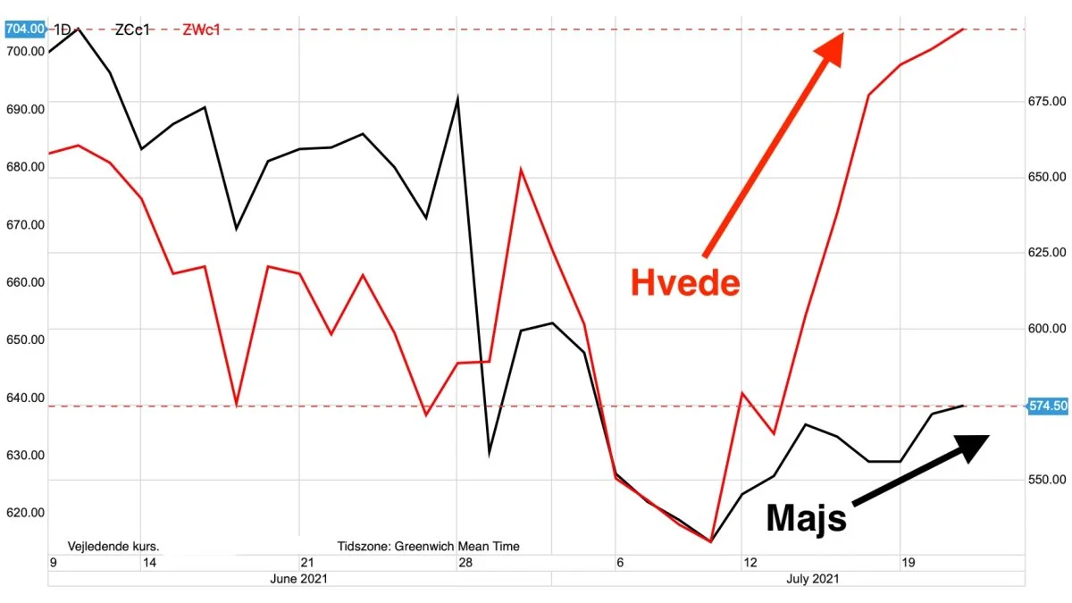 Dagsgraf: CBOT-hvede vs. majs i US-cent pr. bushel
Hvor den amerikanske hvedepris på afgrødebørsen i Chicago er gået op med godt 15 procent siden den 7 juli, er prisen for majs i Chicago i samme periode blot gået op med 8 procent. Det er med andre ord hvedeprisen, der lige nu er det stærkeste ben i det samlede afgrødekompleks.