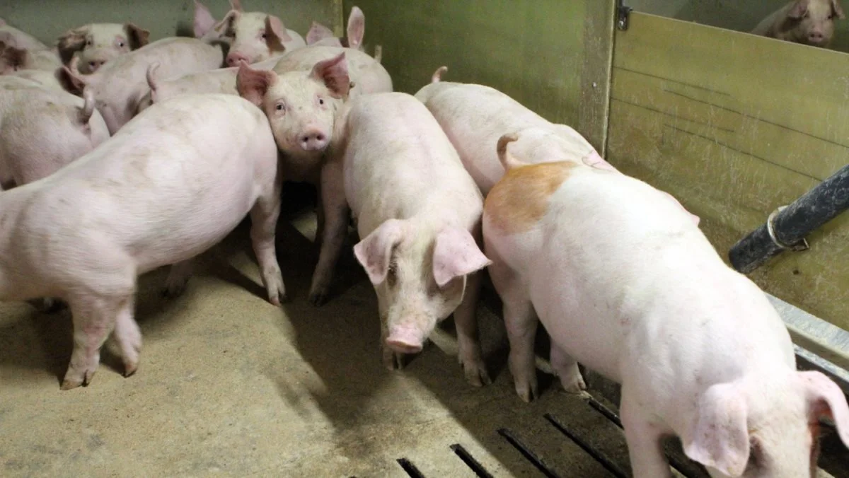 Leverandører af slagtesvin til Danish Crown kan forvente at få 10,10 kroner pr. kg for slagtesvin i vægtklassen 72 til 96,9 kg i uge 30. Foto: Lasse Ege Pedersen