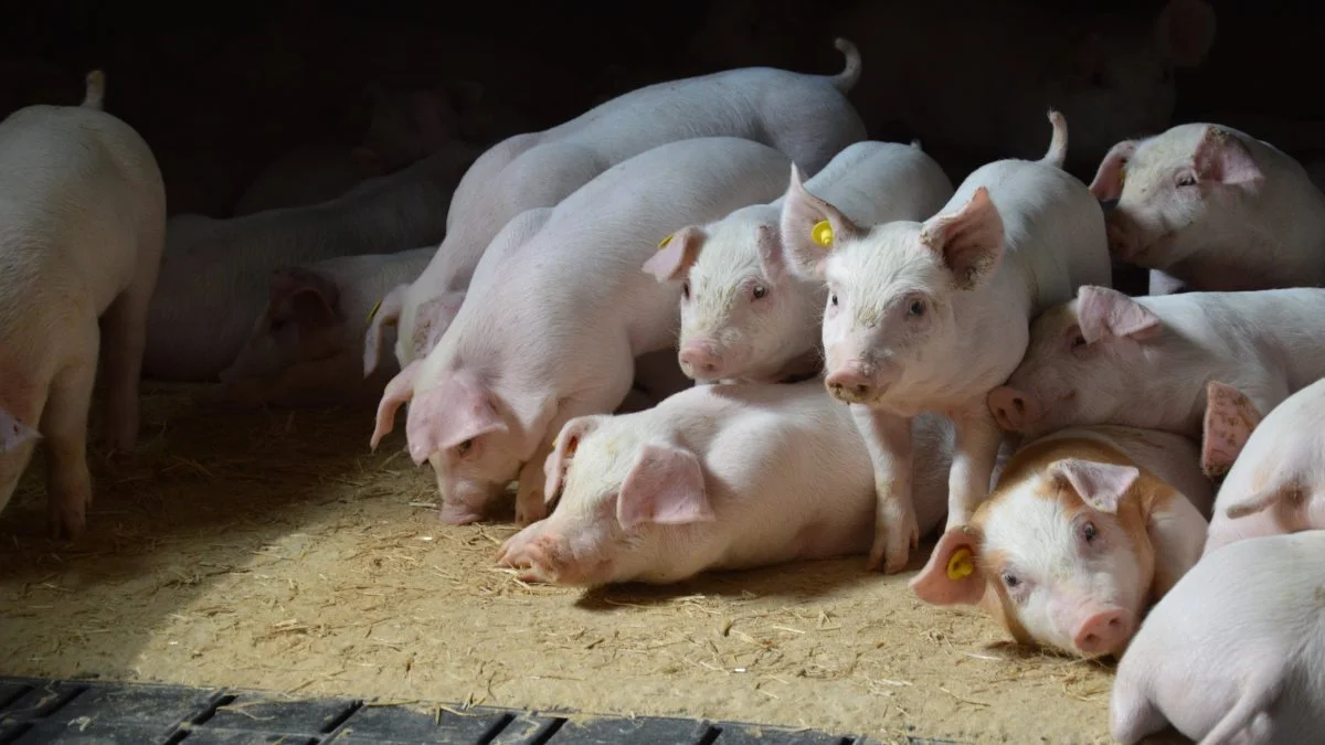 - Hvis ikke man allerede er i gang med at gøre sig erfaringer og forberede sig på zinkfri fravænning, så er det nu, man skal i gang, lyder opfordringen fra dyrlægerne hos Ø-Vet. Arkivfoto: Camilla Bønløkke