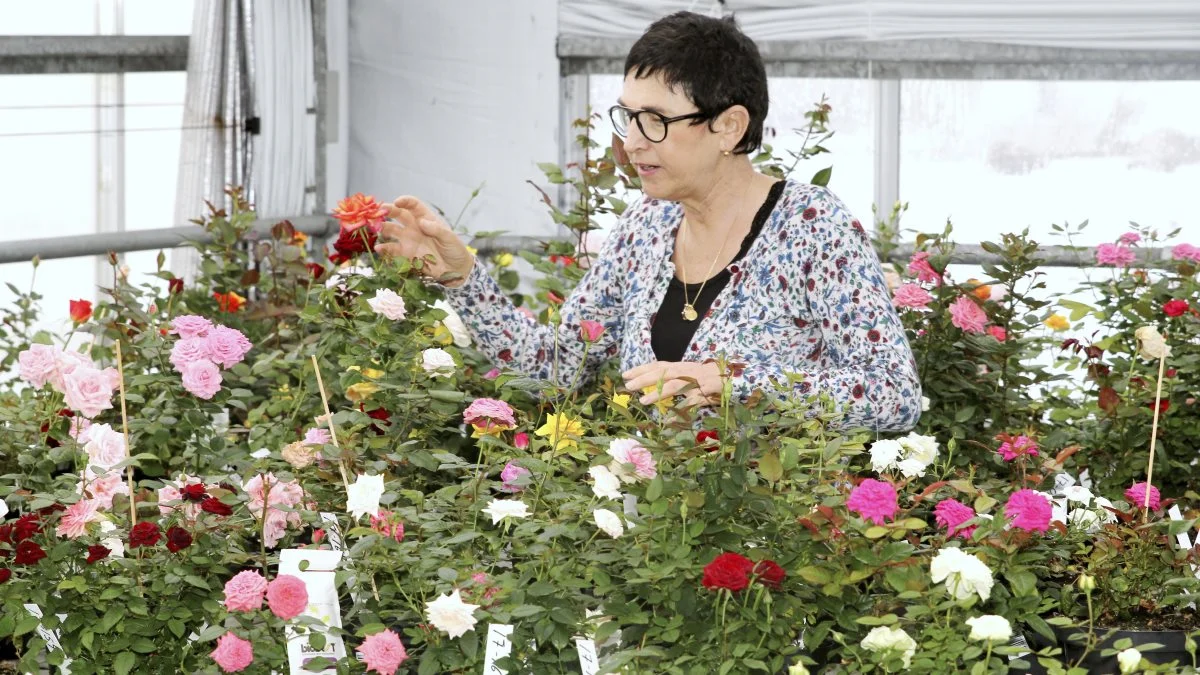 Lørdag den 14. august inviterer Haveselskabets afdeling Svendborg til foredrag i Rosa Eskelunds have ved Dyreborg. Arkivfoto