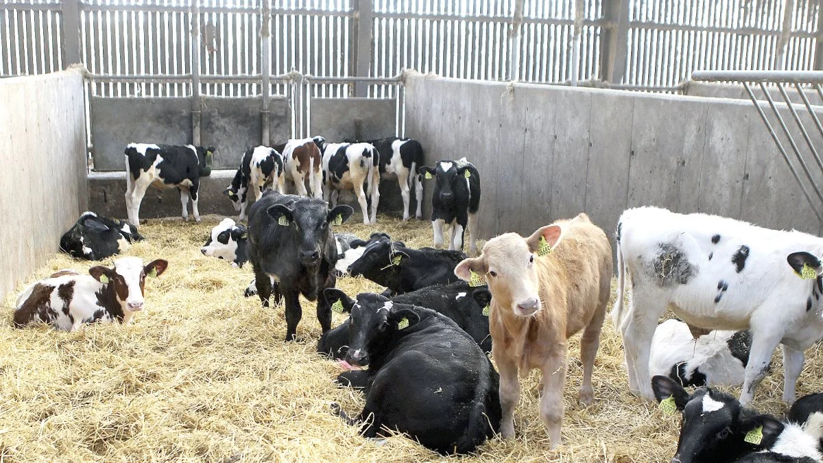Særligt slagtekalveproducenter rammes hårdt. Det skyldes, at de hidtil har haft ret til særligt høje beløb fra landbrugsordningens direkte støtteudbetalinger til landmændene, påpeger Christian Lund.