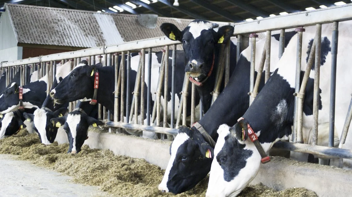 En mælkeproducent fra Sønderjysk Landboforening med 200 SDM-køer og 230 hektar konventionel drift står til at miste 314.000 kroner i tabt grundbetaling, sådan som det tegner sig foreløbigt, har SLF regnet ud.