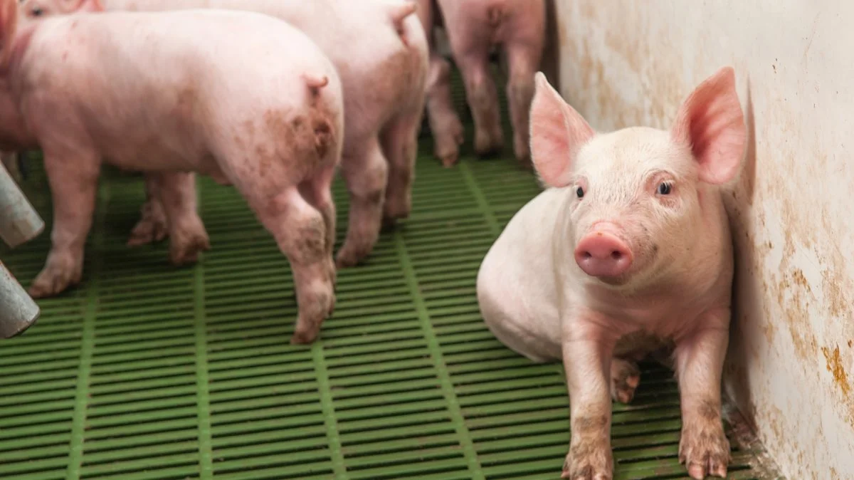 I løbet af 2019 og frem til andet kvartal 2020 steg den kinesiske import kraftigt og har siden stabiliseret sig på et højt niveau. Foto: Colourbox