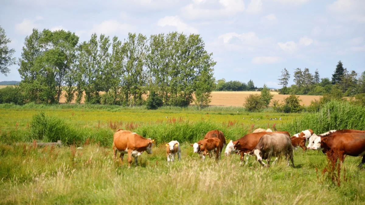 Kun i få, særligt udpegede Natura 2000-områder giver styrelsen tilskud til rydning af tilgroede arealer. Alle andre steder er det græssende kvæg vejen frem. Arkivfoto: Camilla Bønløkke