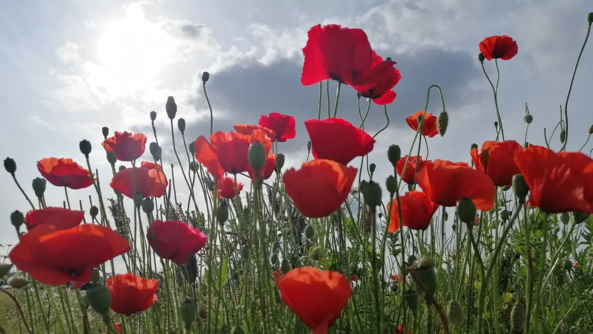 Svendborg Kommune har sammen med Det Grønne Råd startet årets biodiversitetspris. Foto: Camilla Bønløkke

