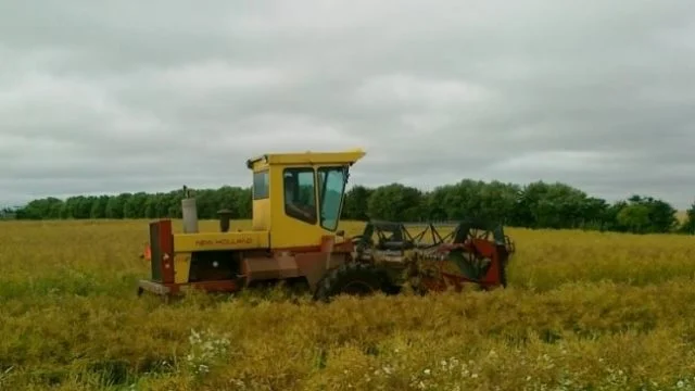 Denne 30 år gamle New Holland skårlægger dækker behovet for rapsskårlægning i kundekredsen hos Bisgaards Maskinstation på Mors. Foto: Bisgaards Maskinstation