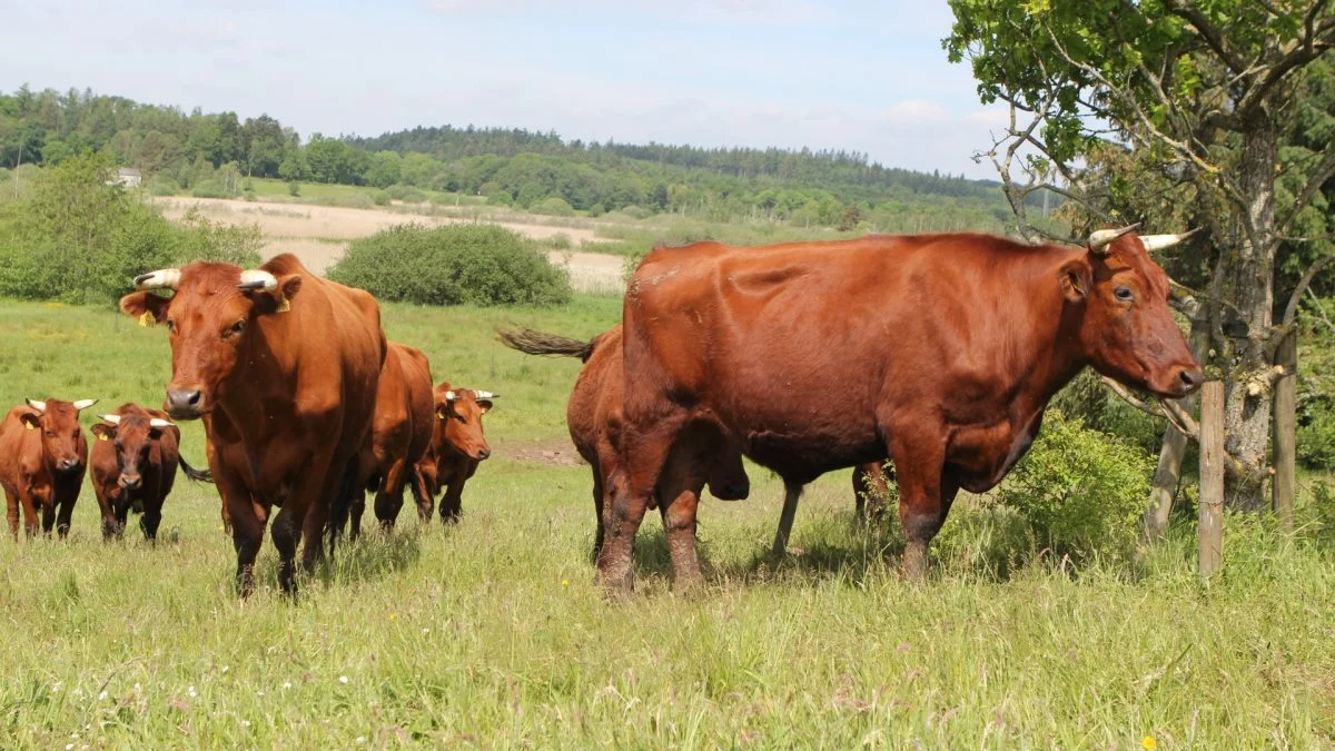 Lige nu klarer 70 RDM1970-dyr afgræsningen af cirka 150 hektar. Drømmen er at drive naturpleje på 1.000 hektar med 400 kreaturer, samt drive en mælkeproduktion med godt 100 køer.
