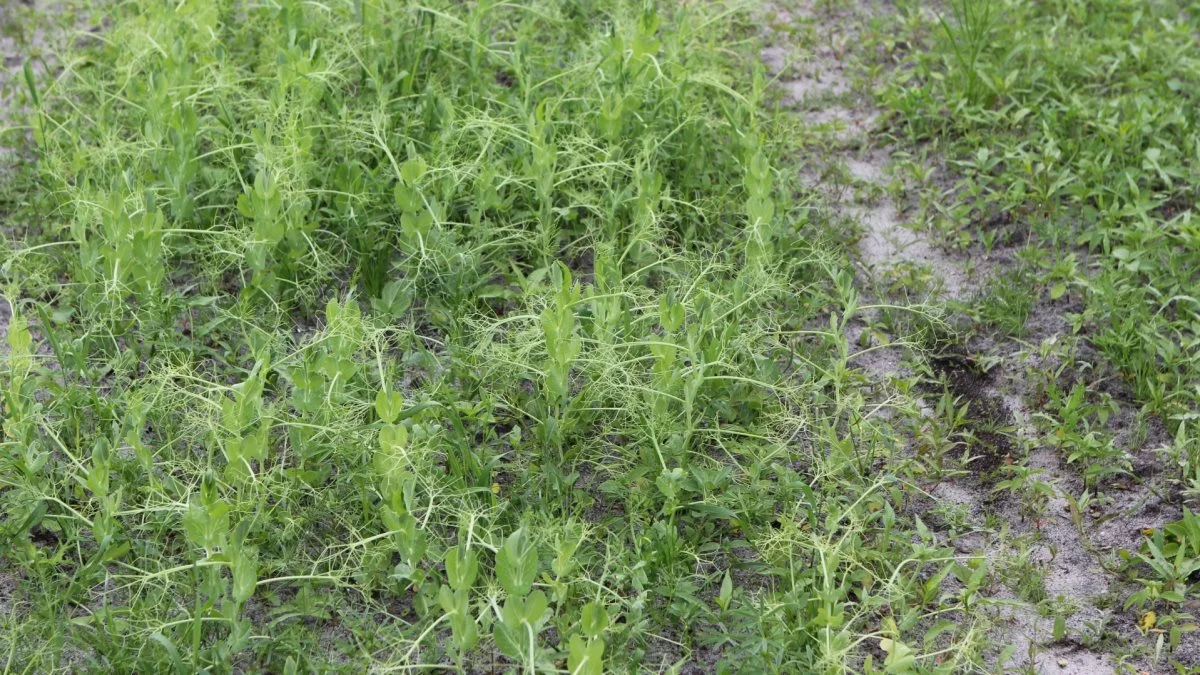 Lupin/ært-blanding.