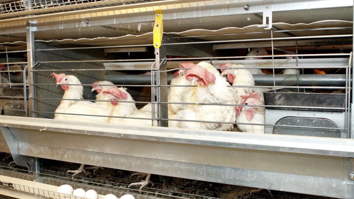 Flere og flere amerikanske virksomheder har det som erklæret mål at udfase buræg. Og i flere stater vil buræg blive gjort ulovlige at producere.