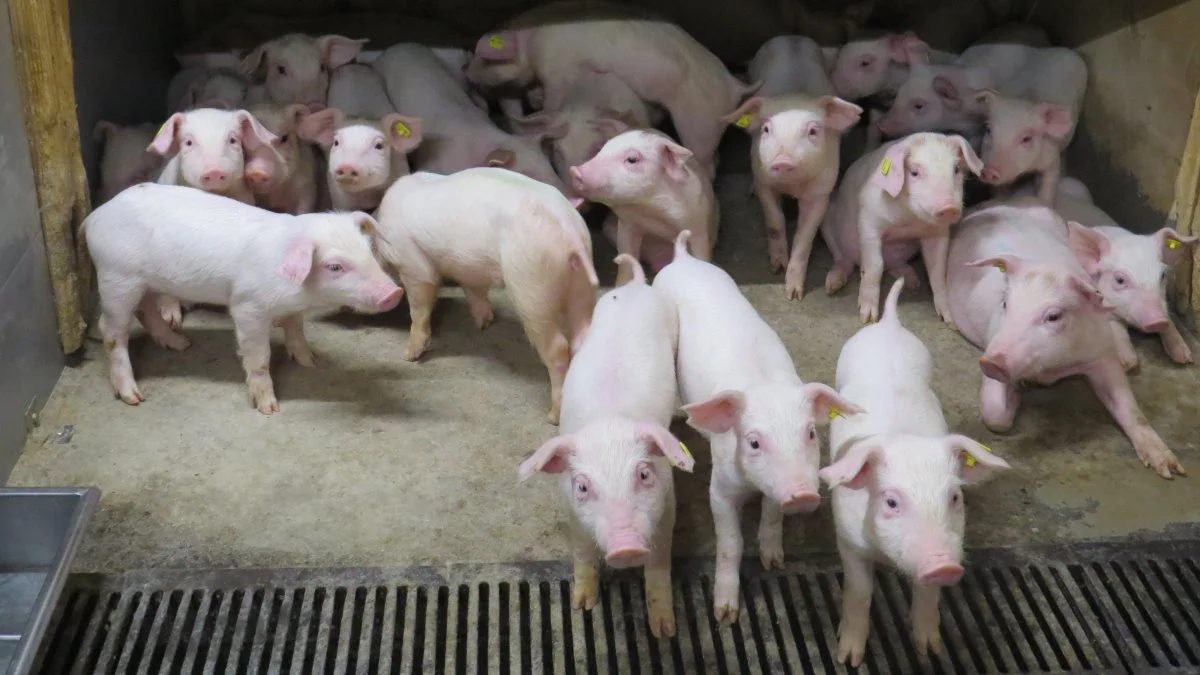 Selv om mange ikke forventer det, dækkes selvforskyldte fejl og skader i svinestalden i mange tilfælde af forsikringen. Foto: Erik Kjærgaard Christensen