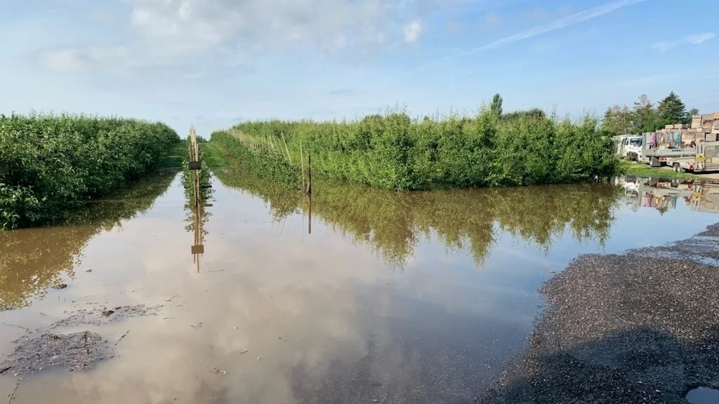 Sådan så det ud i Nybro Frugtplantage i Mesinge, efter der i lokalområdet den 8. juli faldt ikke mindre end 232 millimeter hagl og regn på et halvt døgn. Foto: Thomas Nybro 