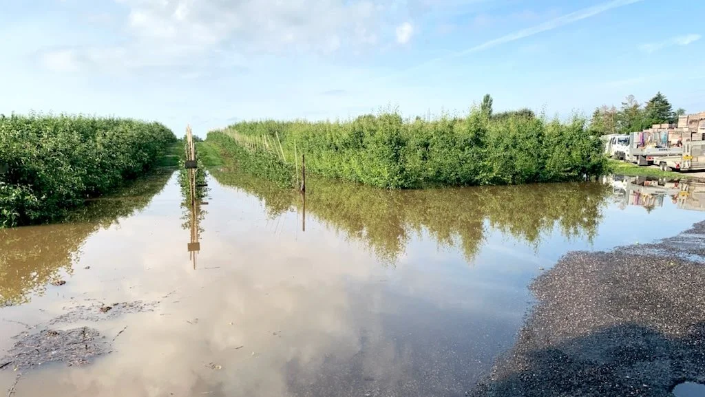 Sådan så det ud i Nybro Frugtplantage i Mesinge, efter der i lokalområdet den 8. juli faldt ikke mindre end 232 millimeter hagl og regn på et halvt døgn. Foto: Thomas Nybro 