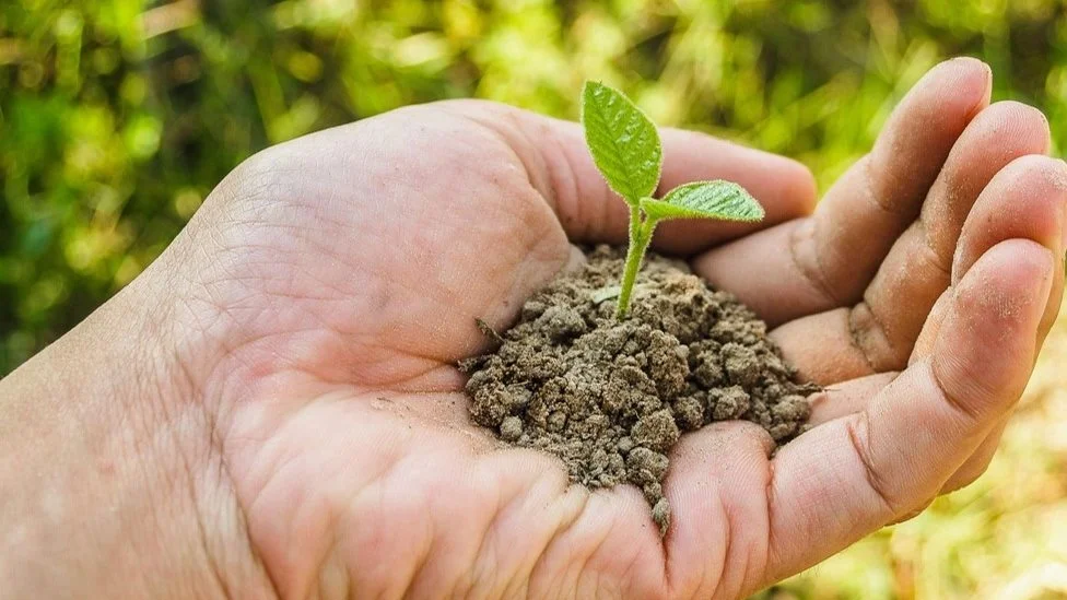 Teknologisk Institut undersøger, om økologisk dyrkningspraksis og øget biodiversitet kan bidrage til mere klimarobuste dyrkningssystemer.