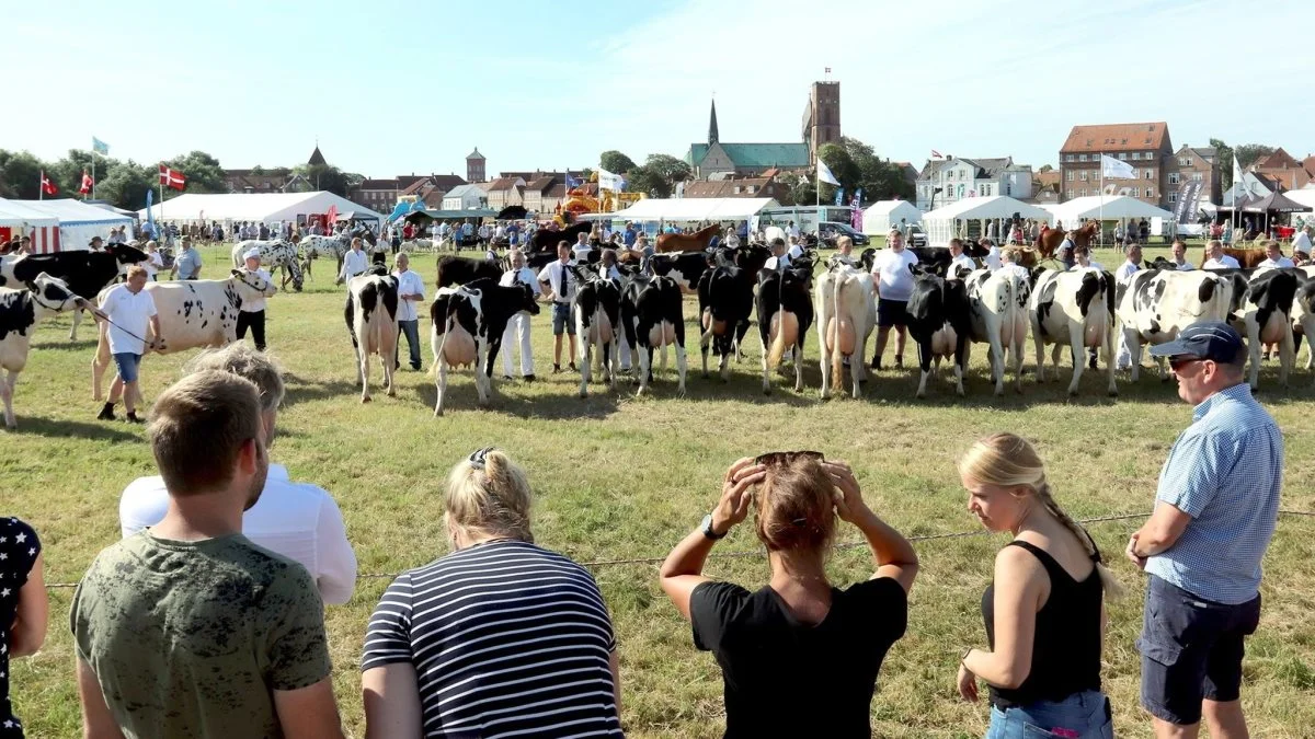 Ribe Dyrskue løber af stablen i morgen fredag. 