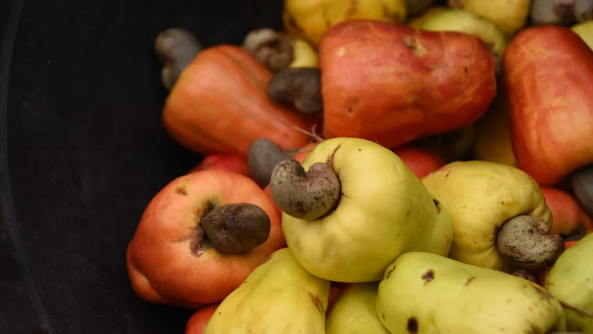 Cashewnødden gror under cashewfrugten, som vejer op til 10 gange så meget som selve nødden.