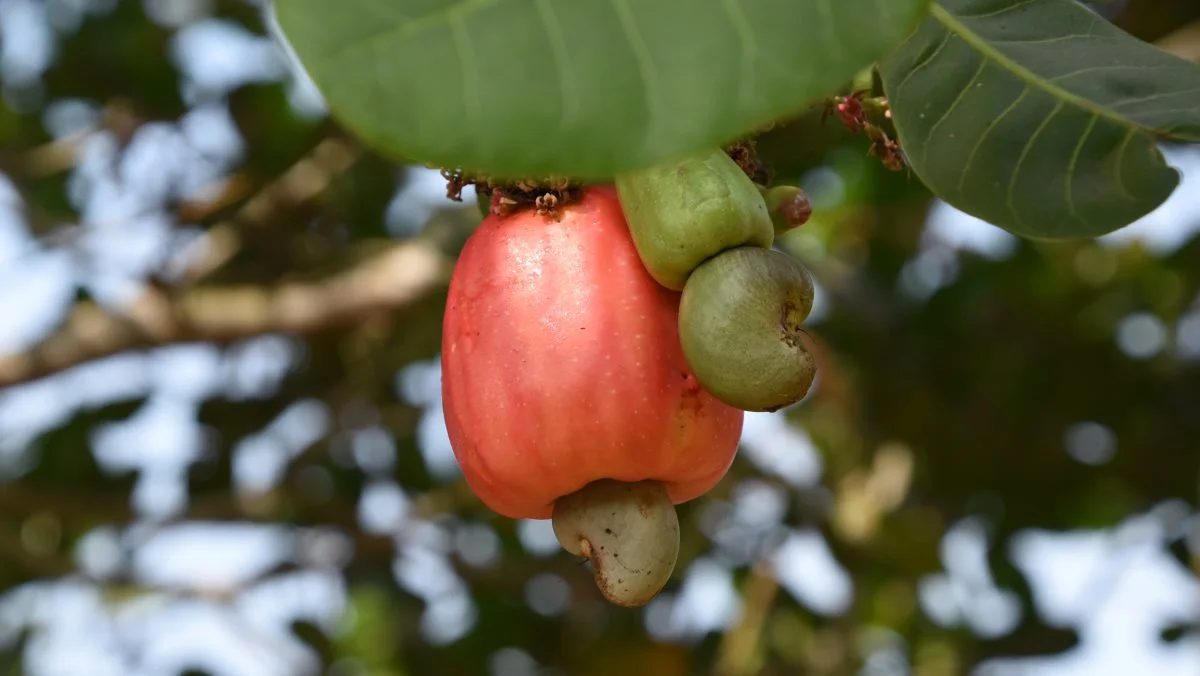 Cashewnødden gror under cashewfrugten, som vejer op til 10 gange så meget som selve nødden.