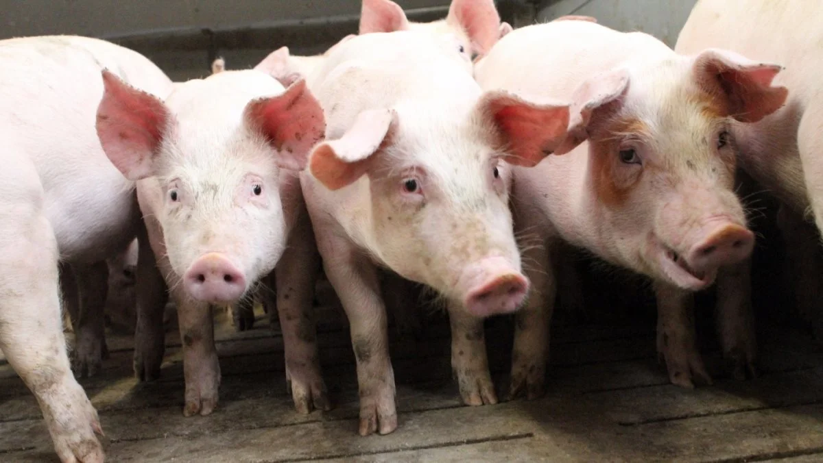 Leverandører af slagtesvin til Danish Crown kan forvente at få 9,90 kroner pr. kg for slagtesvin i vægtklassen 72 til 96,9 kg i uge 31. Foto: Lasse Ege Pedersen