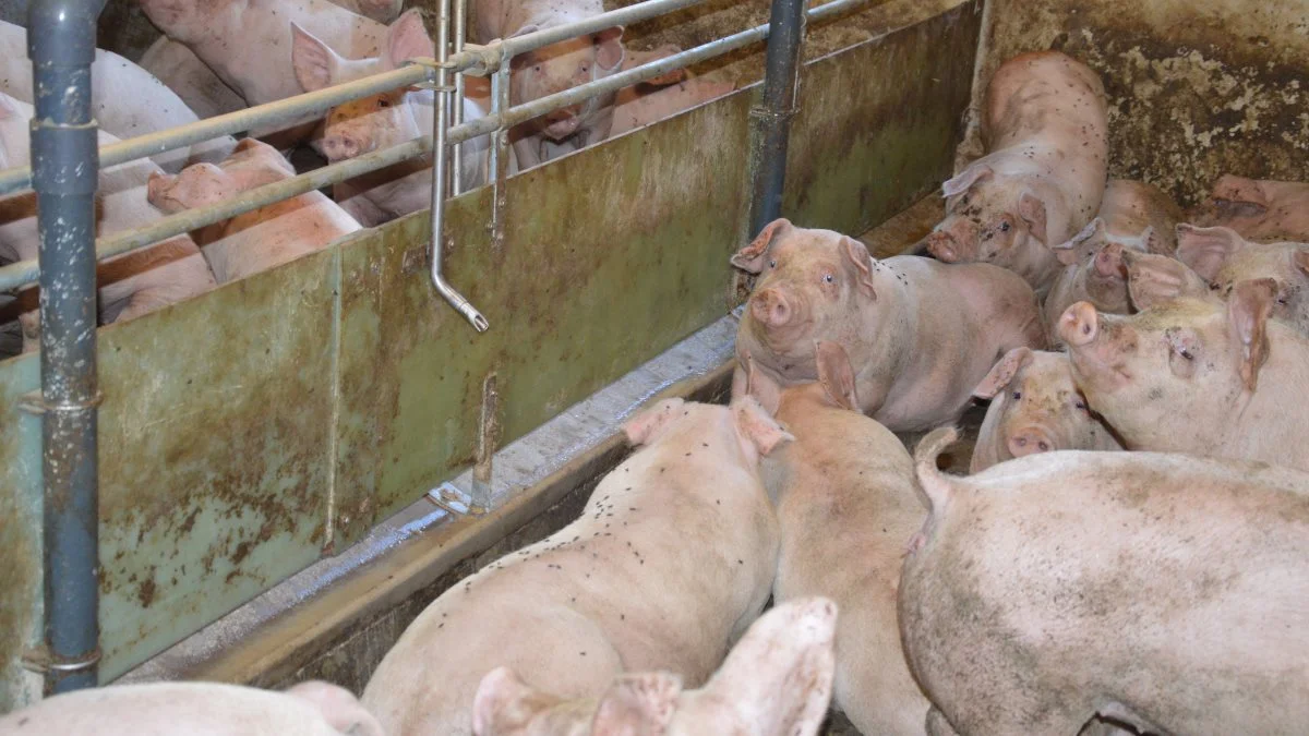 Ifølge Seges Svineproduktion er der flere veje til at reducere klimaaftrykket på svineproduktion. Arkivfotos: Camilla Bønløkke