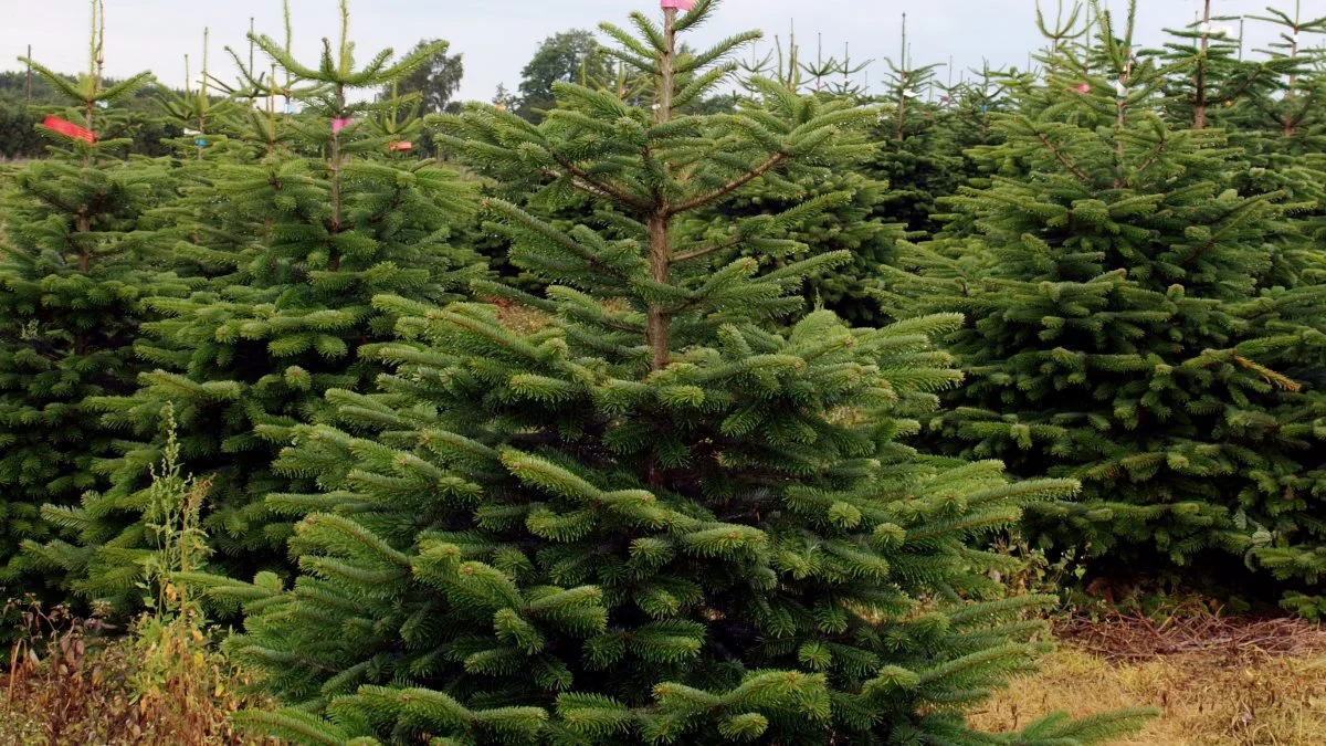 Smukke juletræer belønnes – ikke bare af kunderne op til jul – men også på Langesømessen, hvor der igen dystes i kampen om Danmarks flotteste juletræ. Arkivfoto