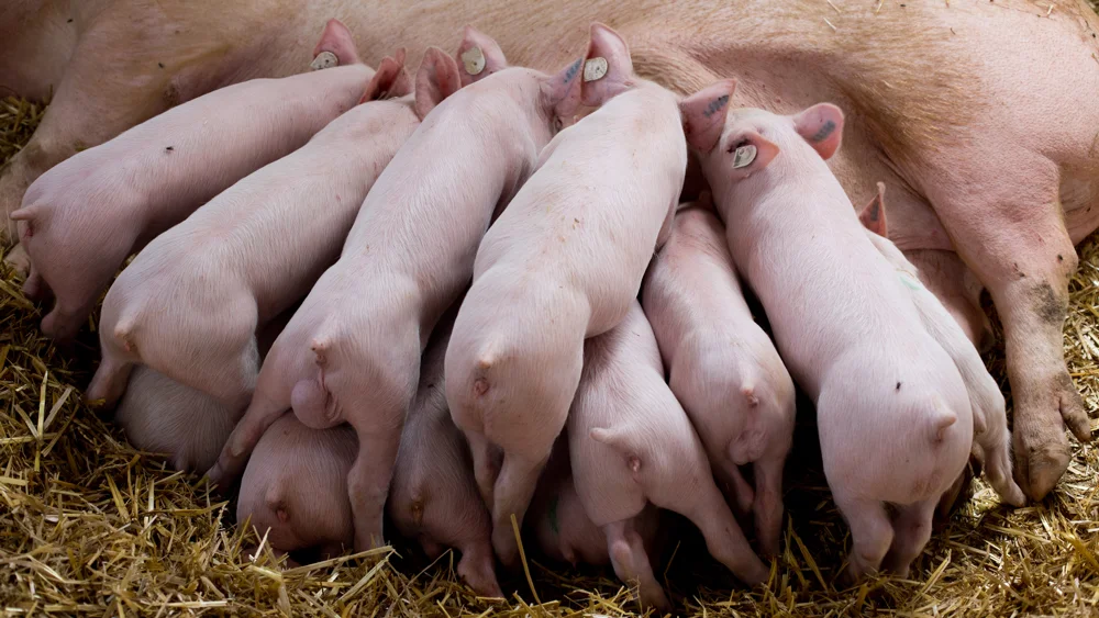 Forsøget med Panbonis blev udført i otte danske sobesætninger i samarbejde med DK-Svinerådgivning A/S. Sobesætningerne i forsøget havde i gennemsnit 795 DanBred søer. Foto: Linkan Feed Ingredients AB 