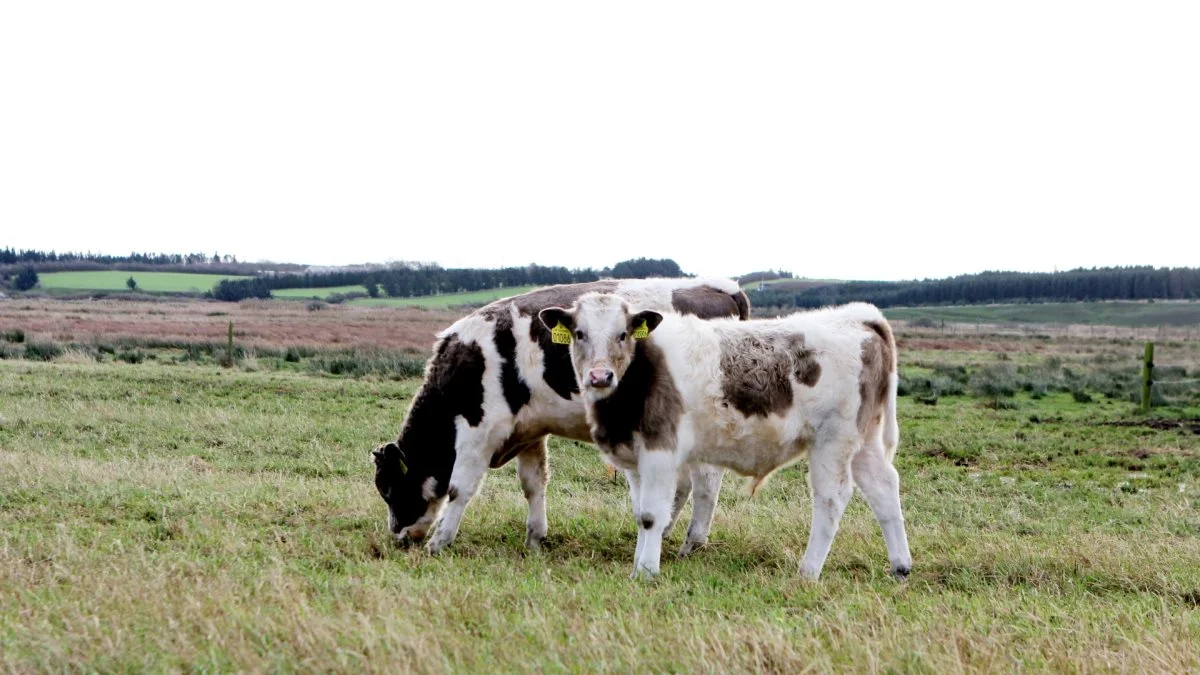Kun i få, særligt udpegede Natura 2000-områder giver styrelsen tilskud til rydning af tilgroede arealer. Alle andre steder er det græssende kvæg vejen frem. Arkivfoto
