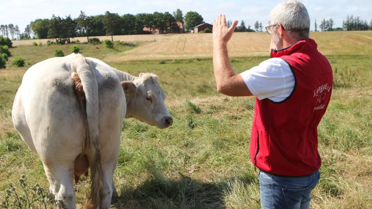 - Se lige det bagparti. Det er sådan, en rigtig Charolais skal se ud, siger Bjarne Lynge.
